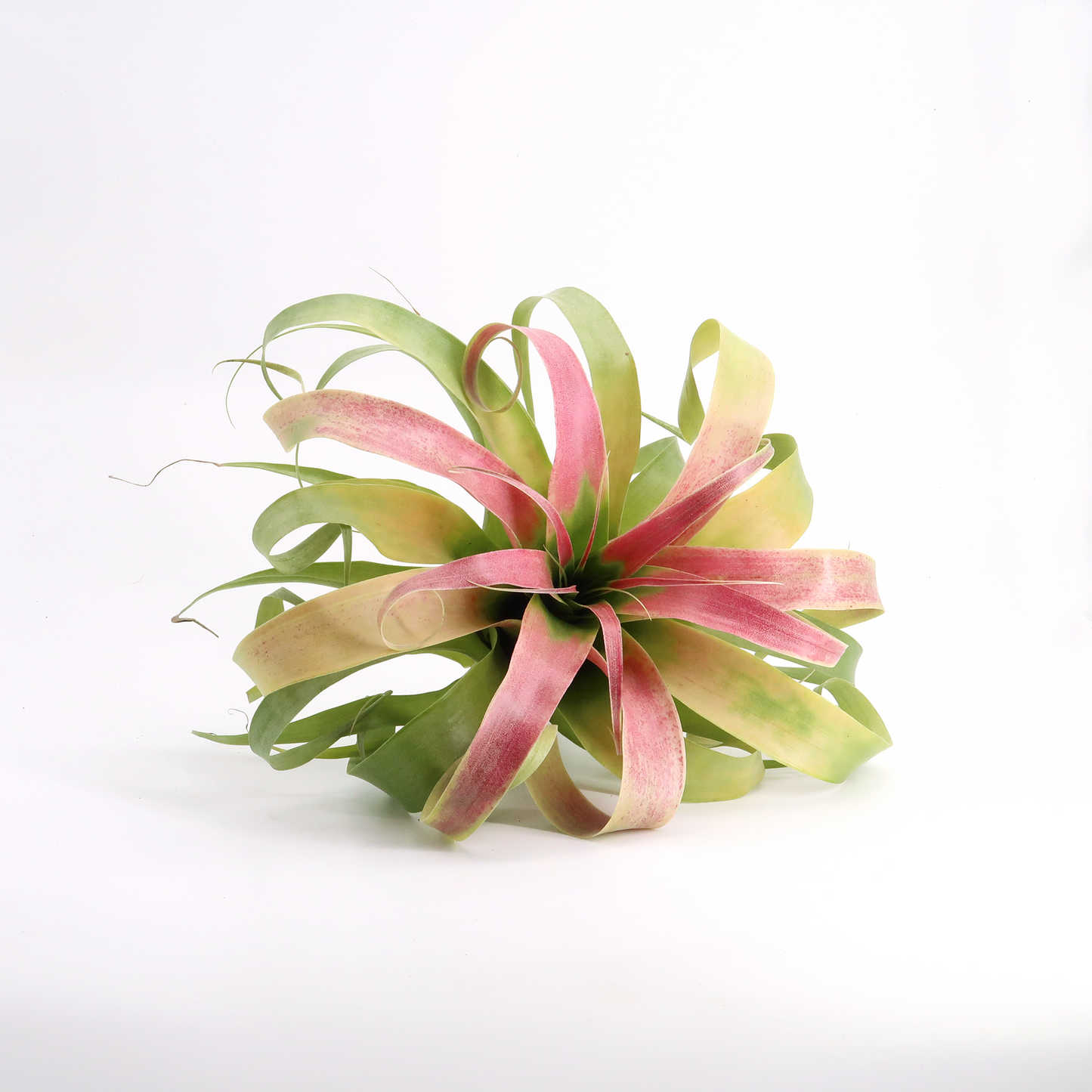 Tillandsia samantha `tricolor´