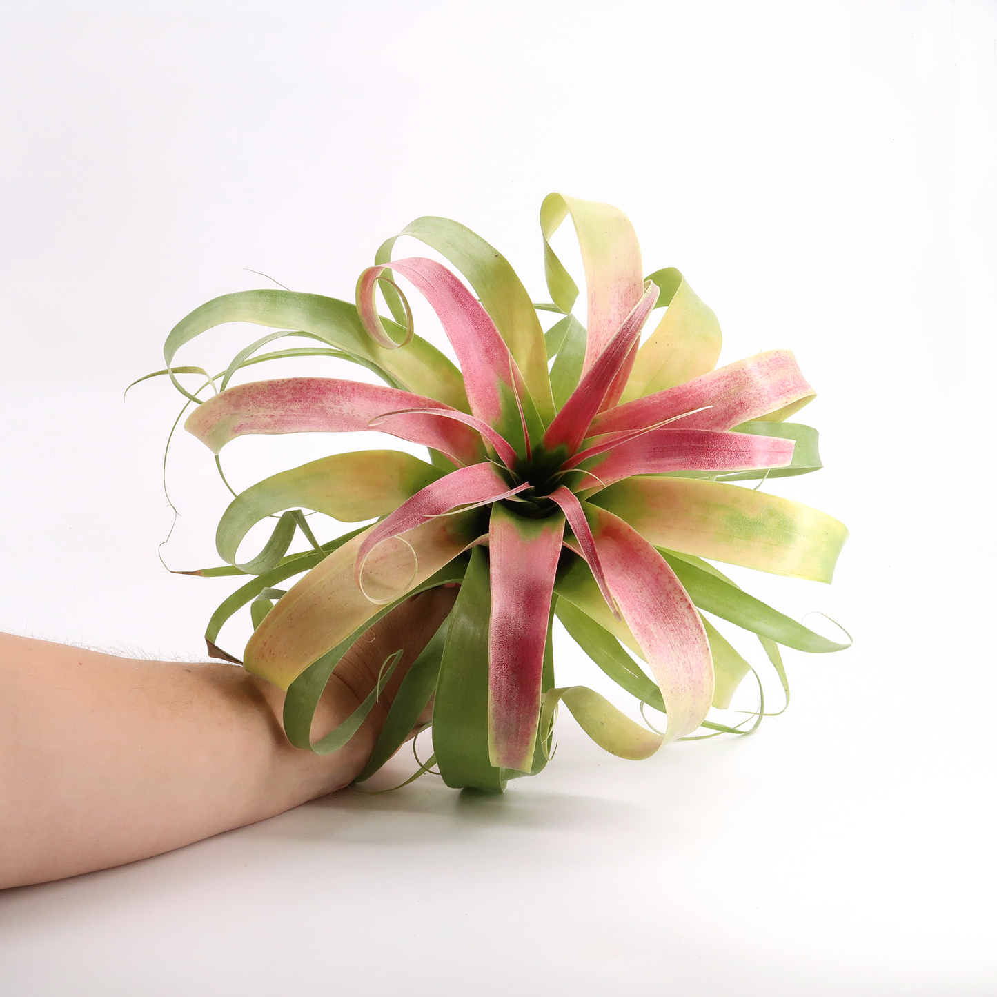 Tillandsia samantha `tricolor´