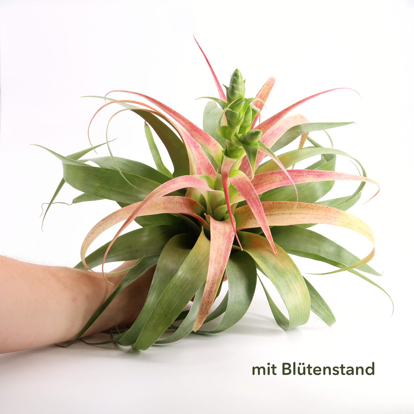 Tillandsia samantha `tricolor´