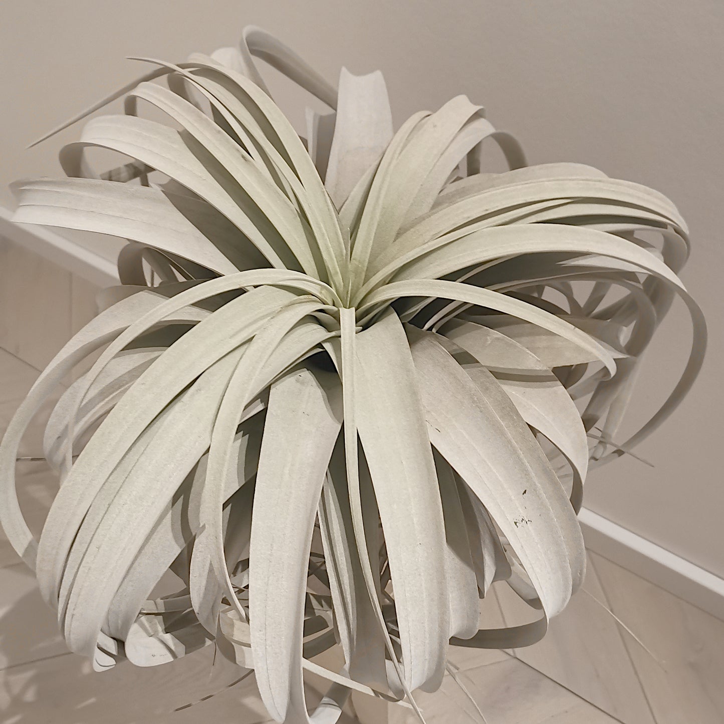 XXL - Tillandsia Xerographica