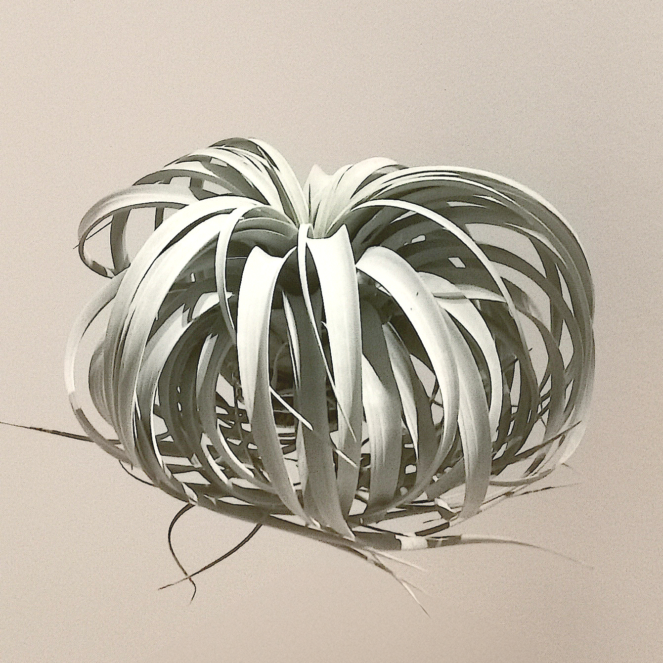 XXL - Tillandsia Xerographica