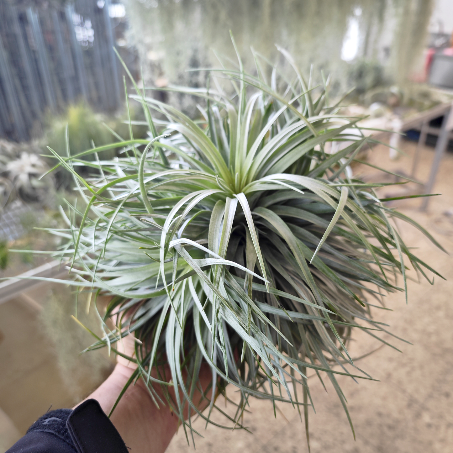 Tillandsia 'silver' - XL Pulk