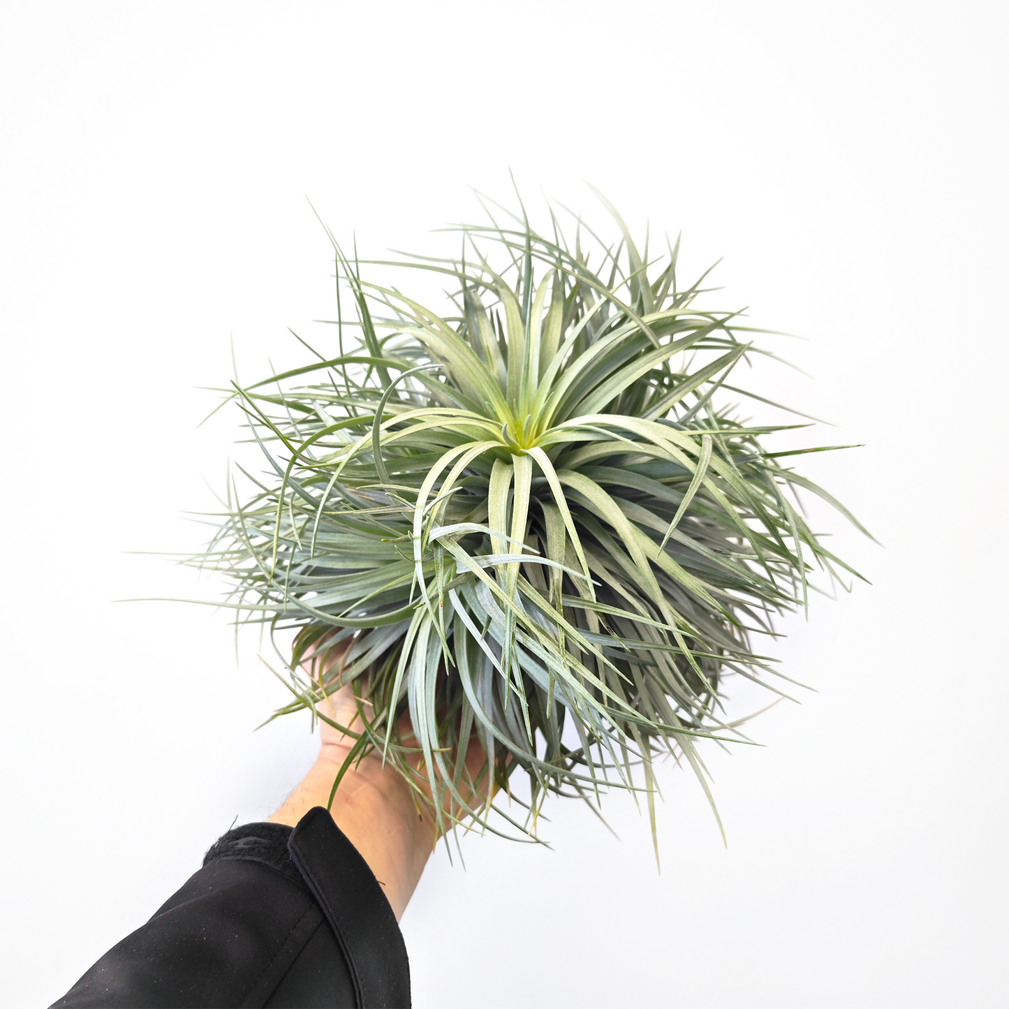 Tillandsia 'silver' - XL Pulk