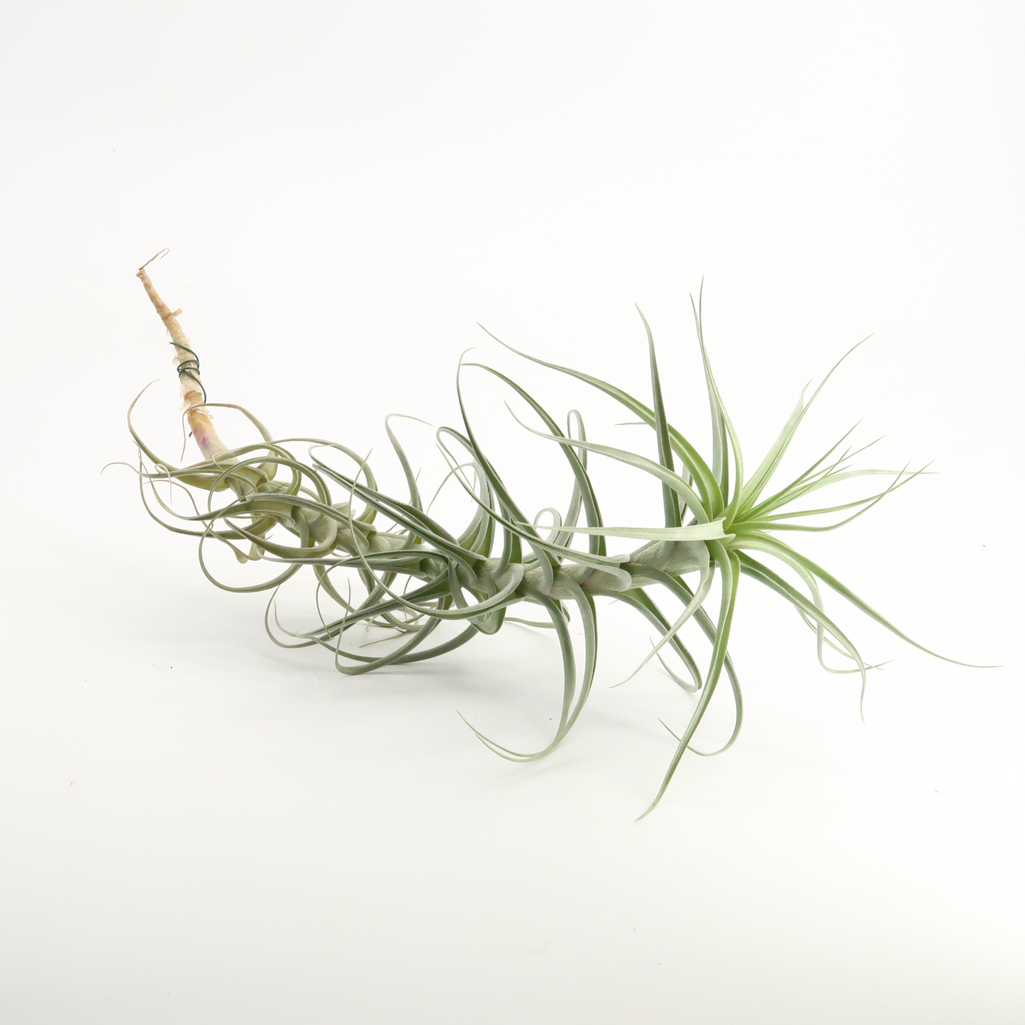 Tillandsia aeranthos - XL