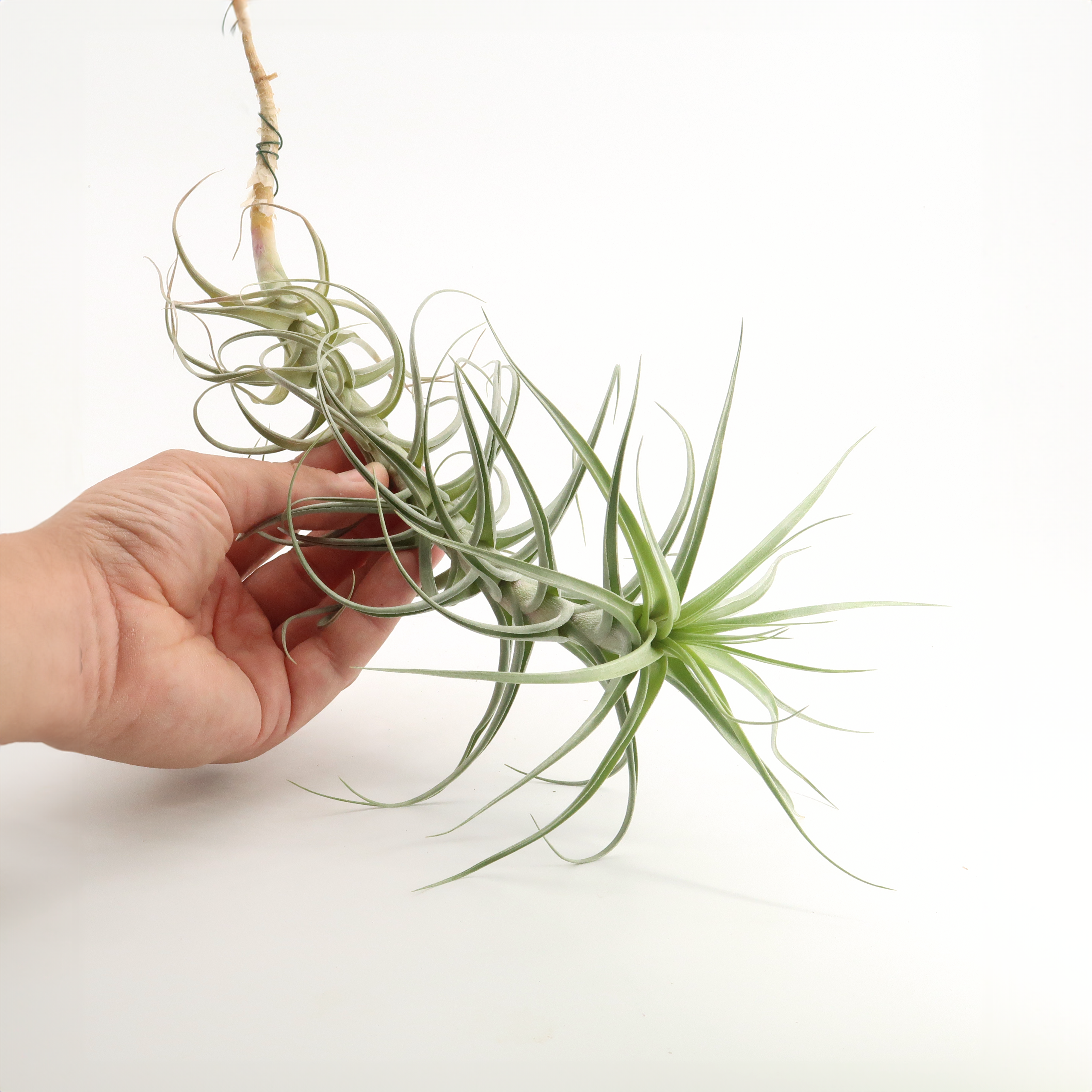luftikus air plants Tillandsia aeranthos