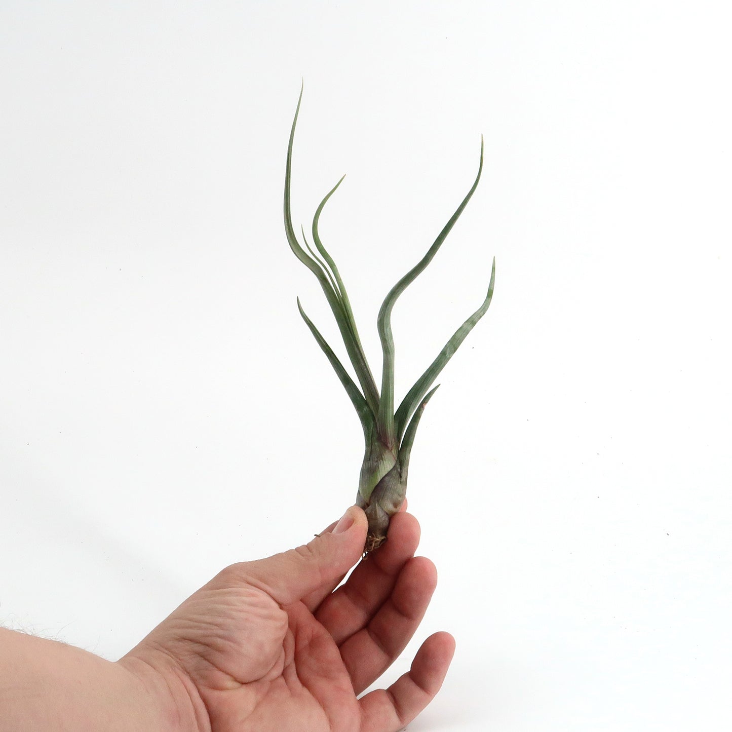 Tillandsia baileyi