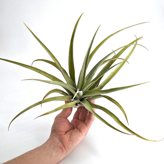 Tillandsia capitata 'YELLOW' - XL