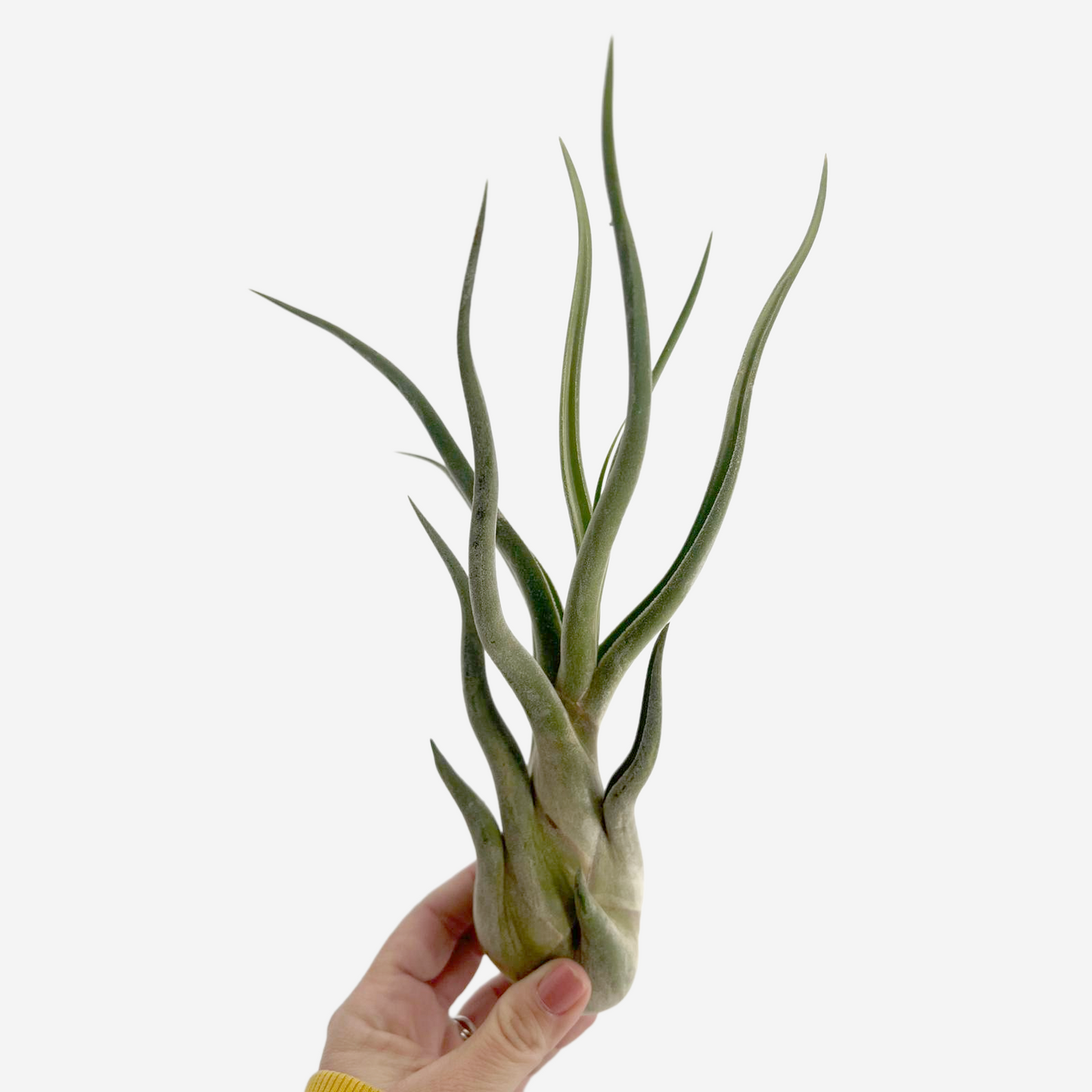 Tillandsia caput medusae