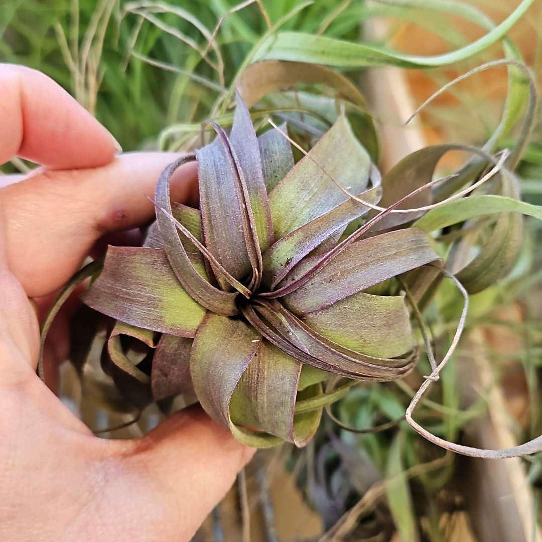 Tillandsia 'Eric Knobloch'