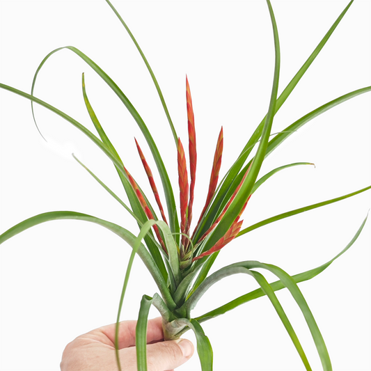 Tillandsia flabellata 'L'