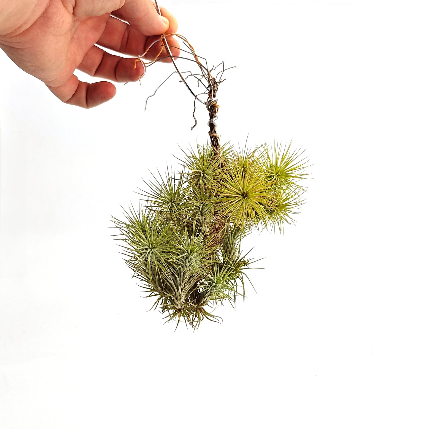 Tillandsia funckiana - Pulk