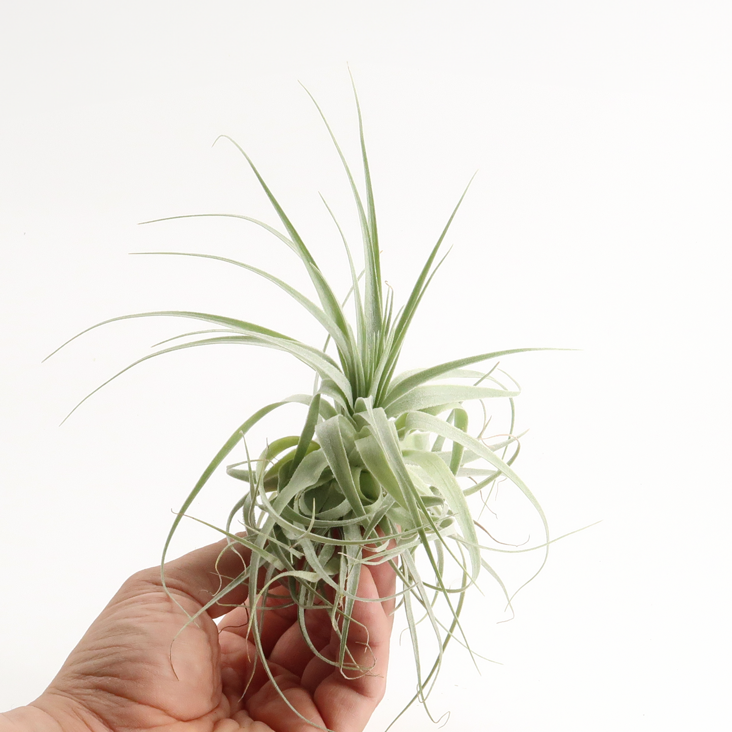 Tillandsia gardneri