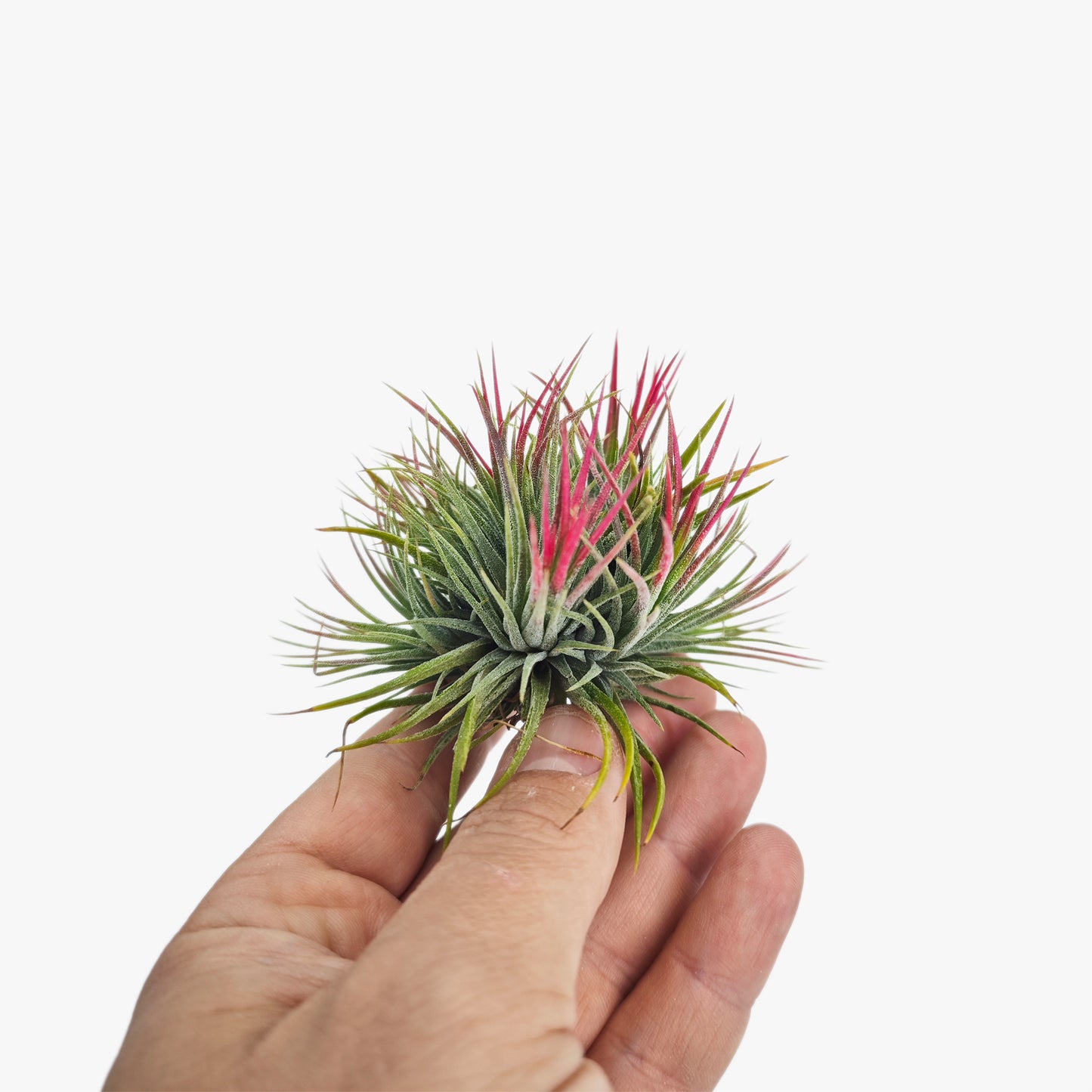 Tillandsia Ionantha 'fuego' - Pulk