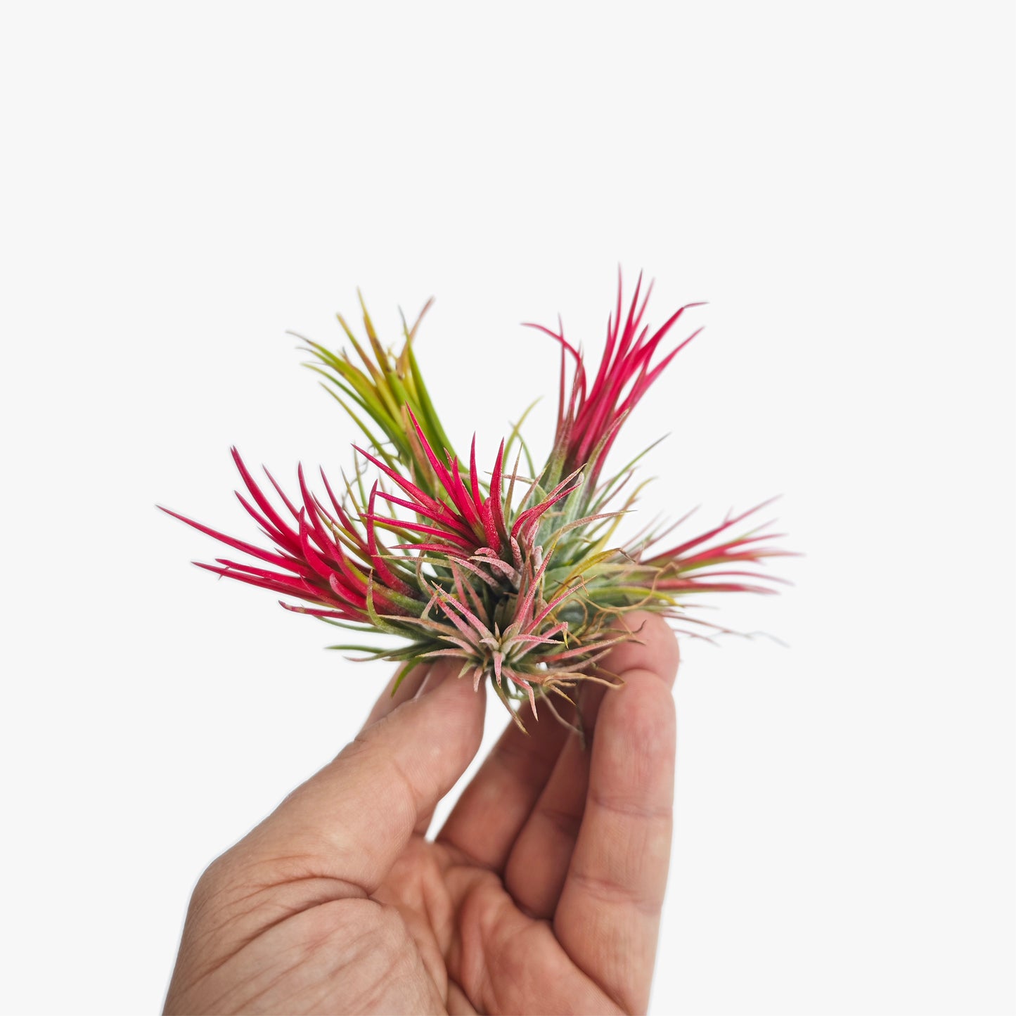 Tillandsia Ionantha 'fuego' - Pulk