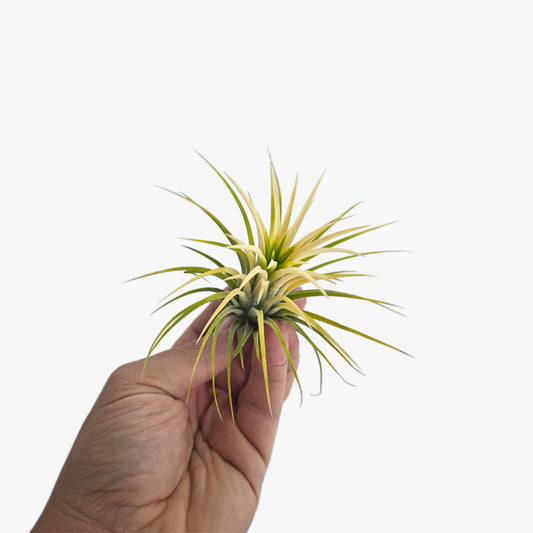 Tillandsia Ionantha 'druid'
