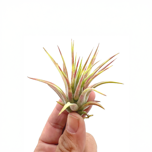 Tillandsia ionantha 'Red Marble'