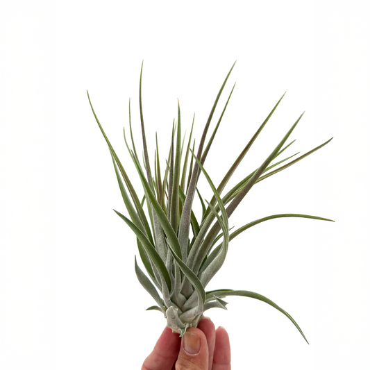Tillandsia kammii
