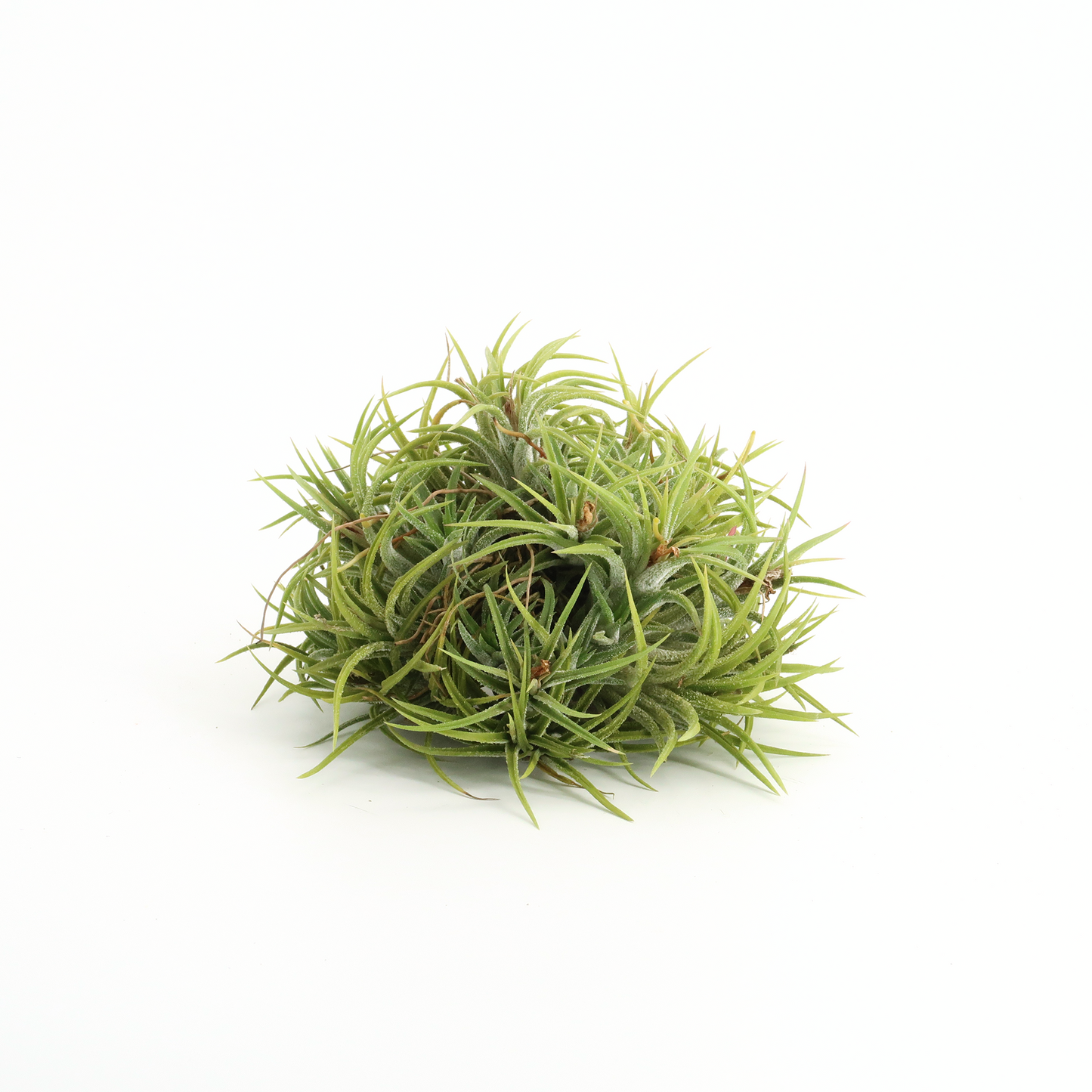 Tillandsia ionantha 'mexico' - PULK