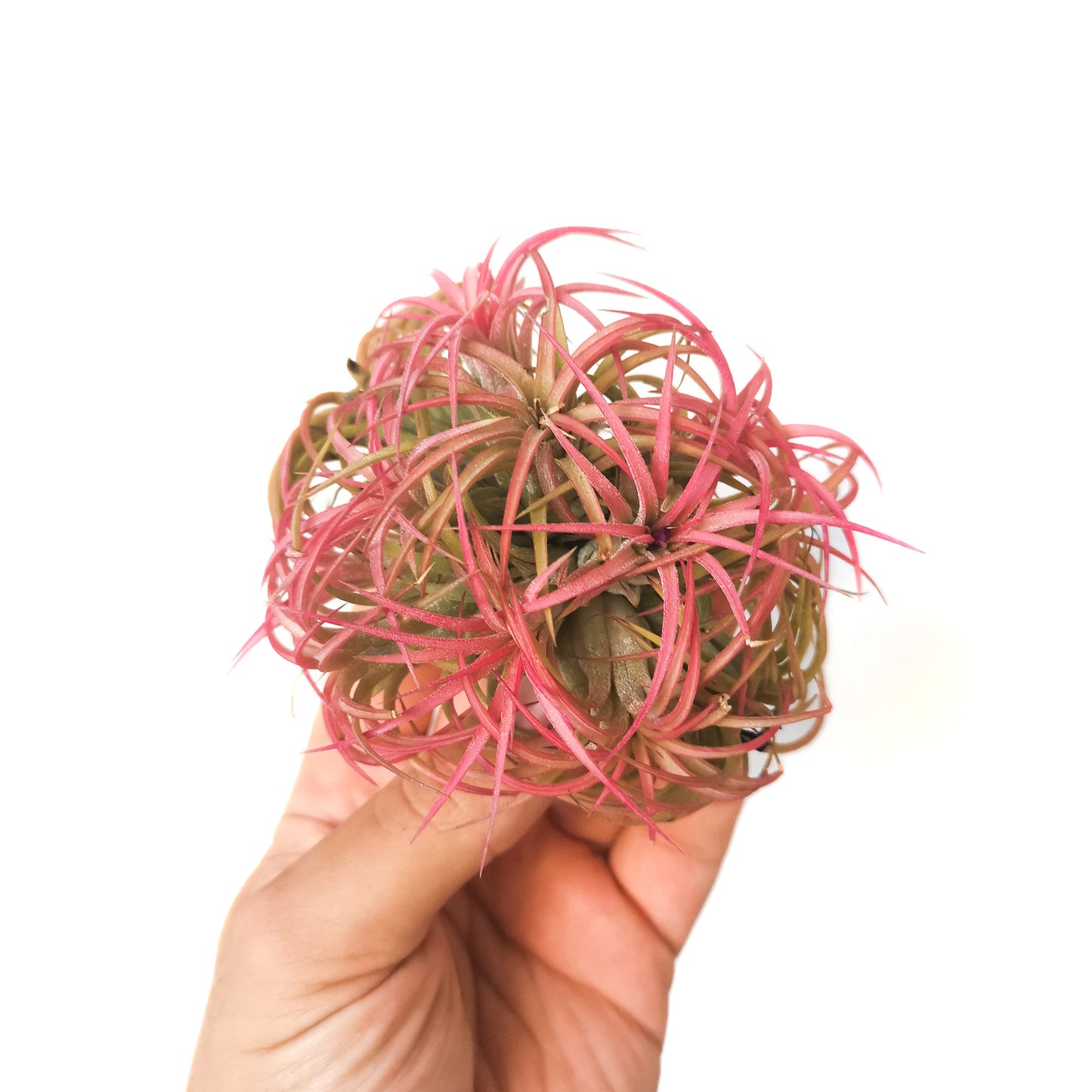 Tillandsia Ionantha Red - Pulk