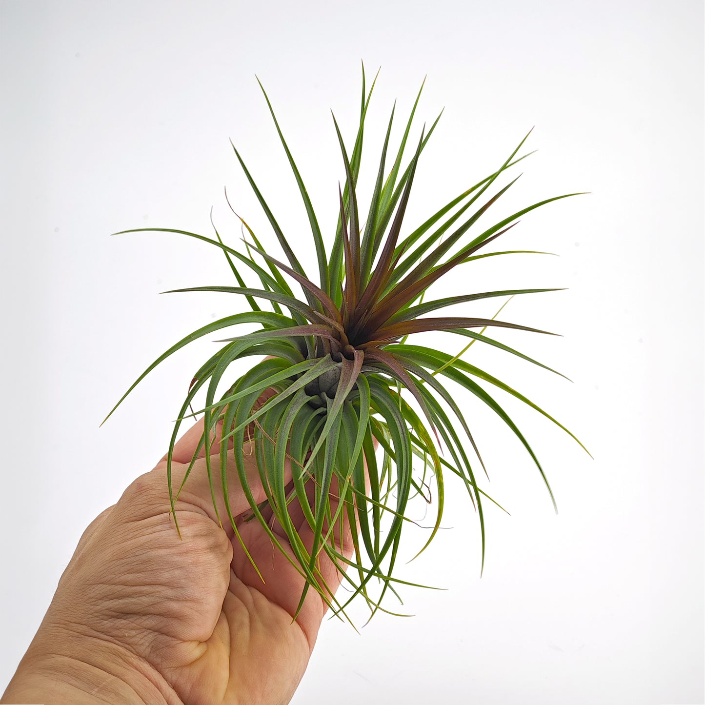 Tillandsia rainforest red