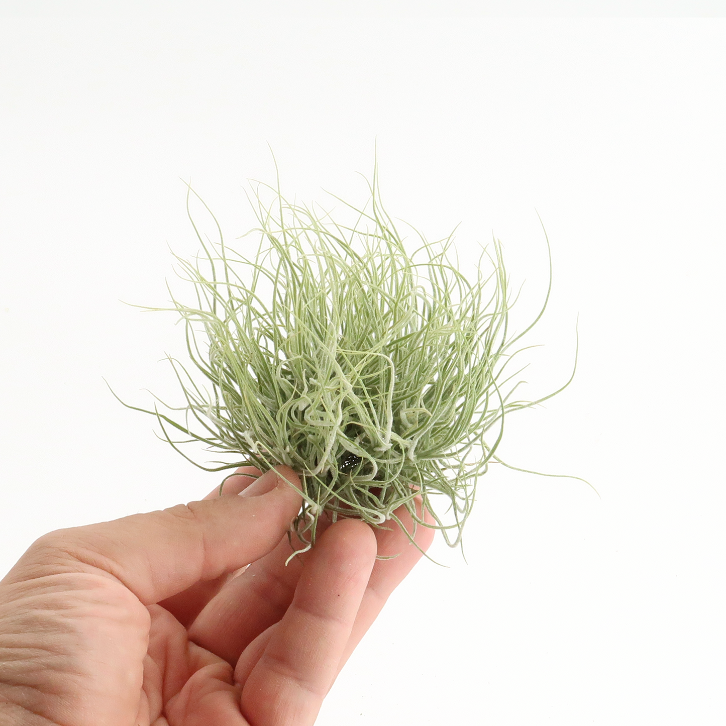 Tillandsia schiedeana major - Mini Pulk