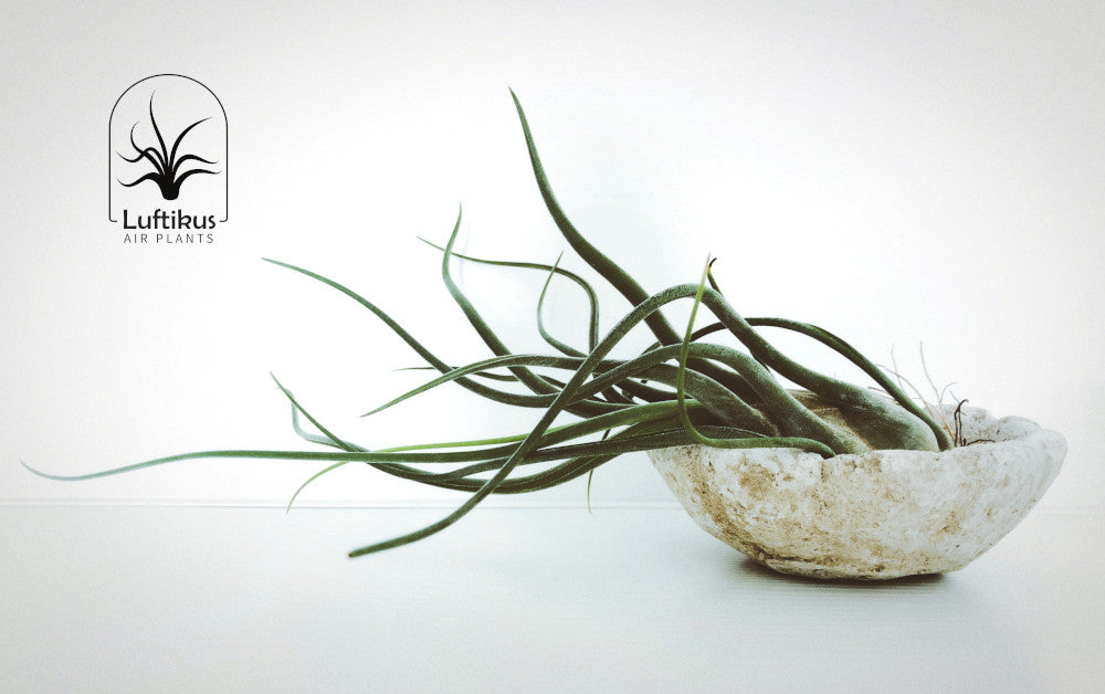 Luftikus-Airplants - Luftpflanzen und Tillandsien Onlineshop
