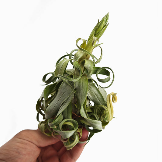 Tillandsia streptophylla