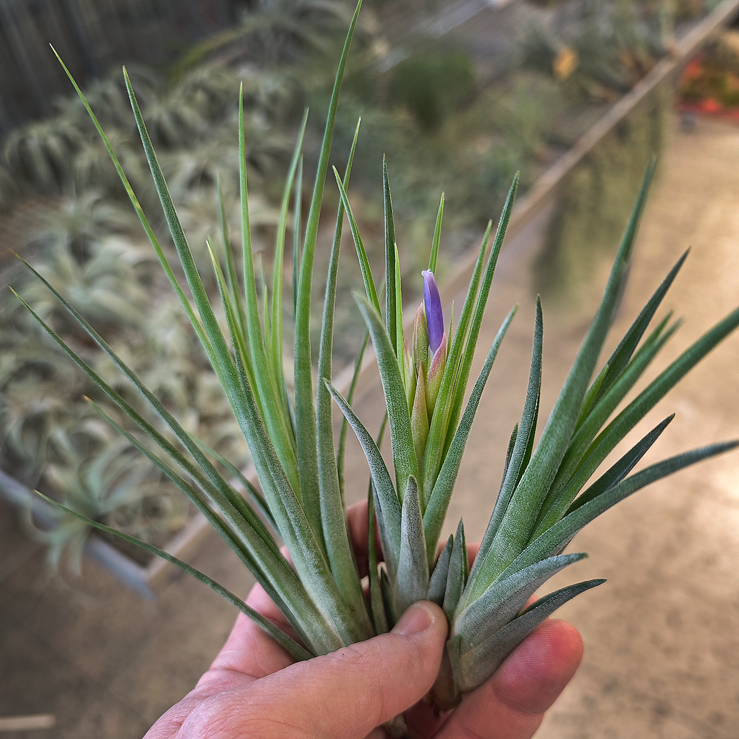 Tillandsia ionantha x baileyi