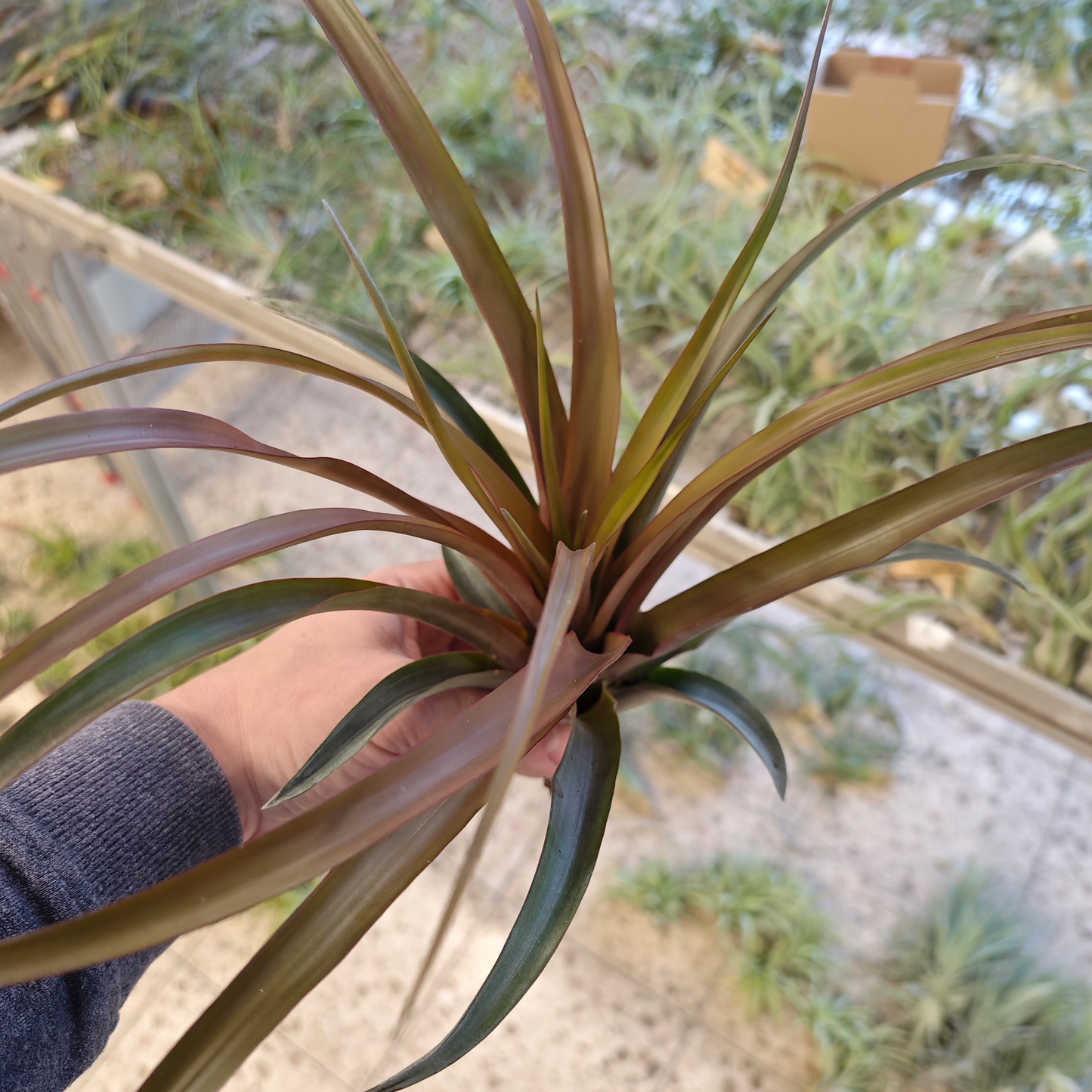 Tillandsia capitata 'RED' - XL