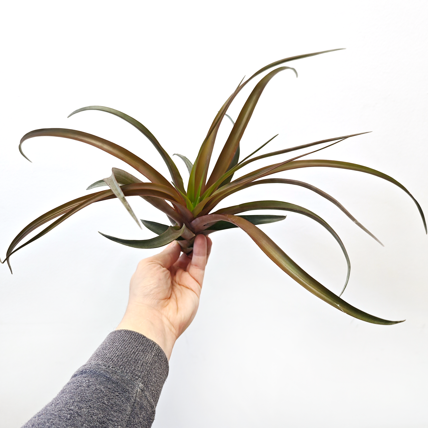 Tillandsia capitata 'RED' - XL