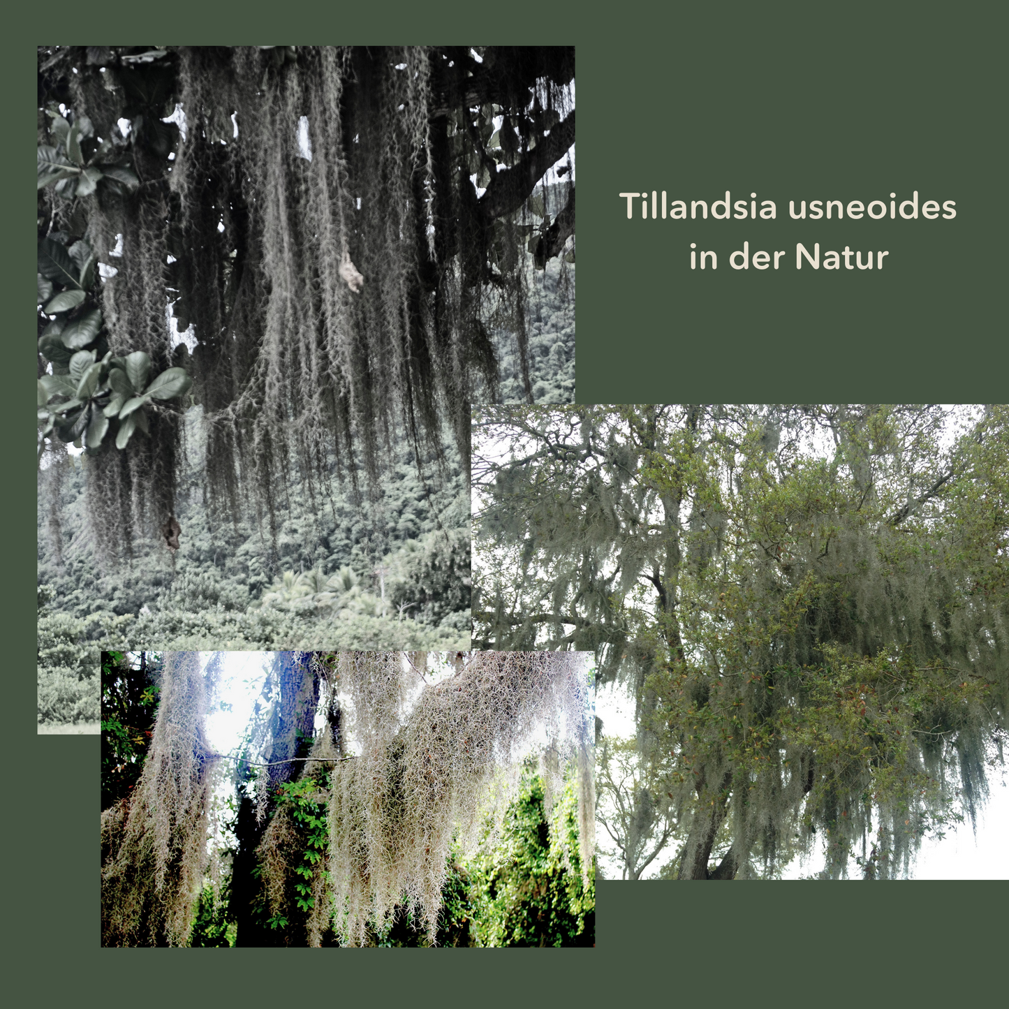 5er Set - Tillandsia usneoides - Lousianamoos