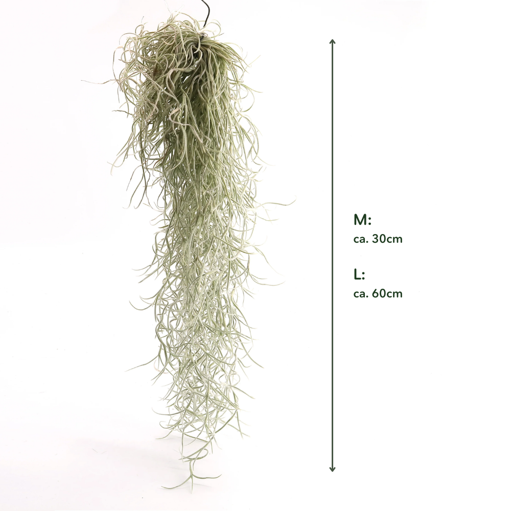 3er Set - Tillandsia usneoides - Louisianamoos -