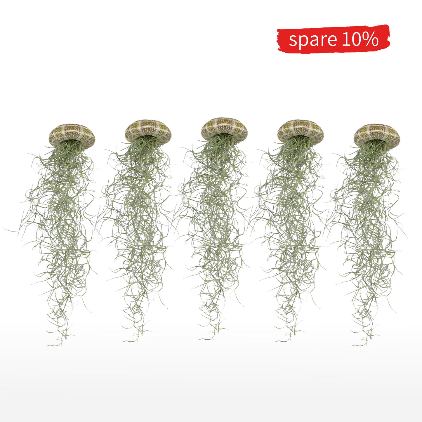 Tillandsien Qualle - 5er Bundle