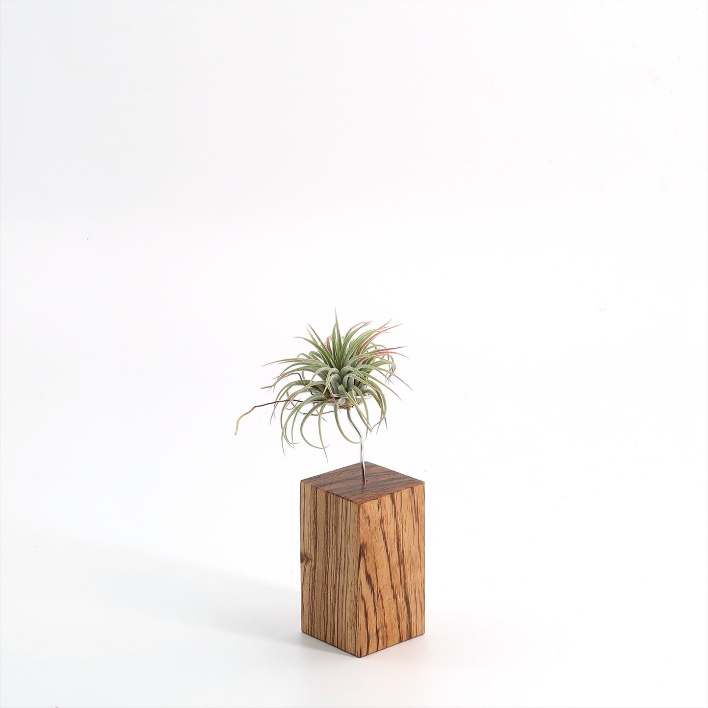 Tilly - Xylo Zebrano klein Variante A