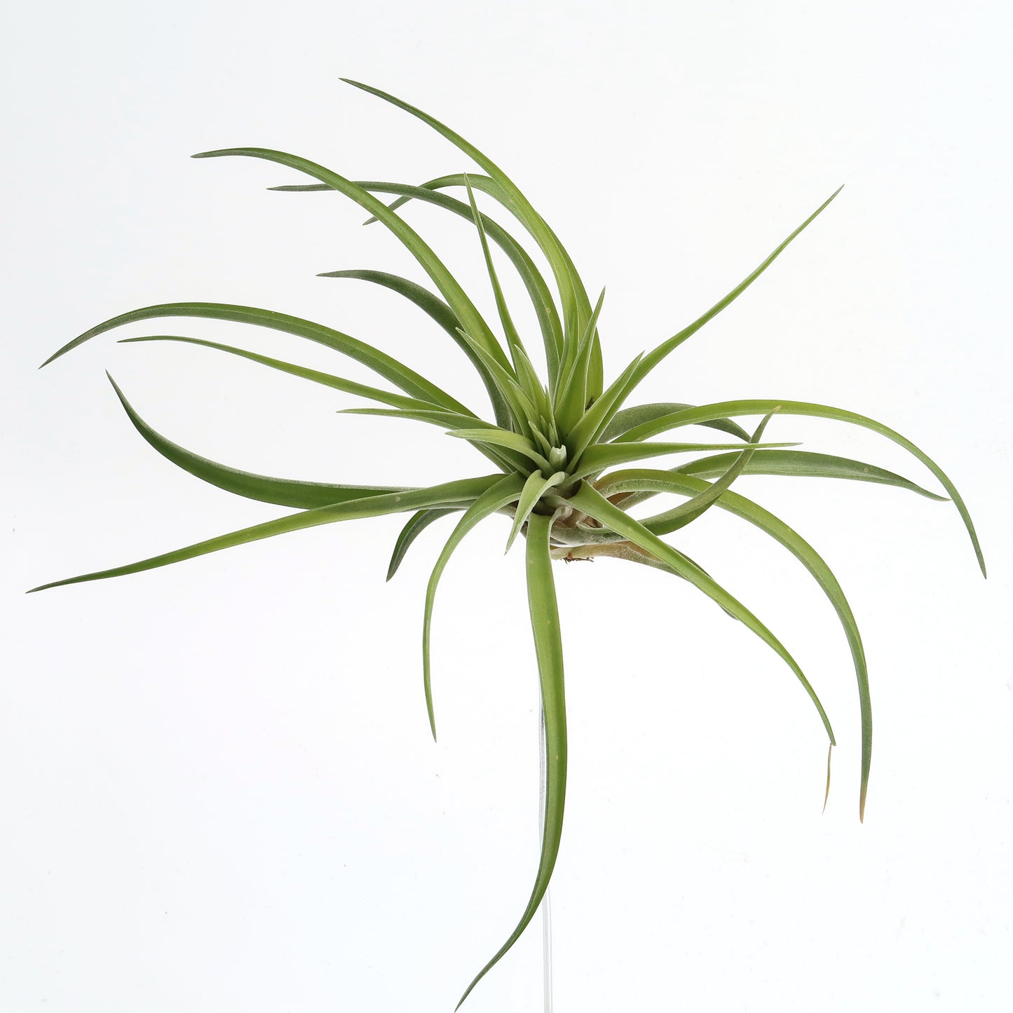 Tillandsia brachycaulos abdita
