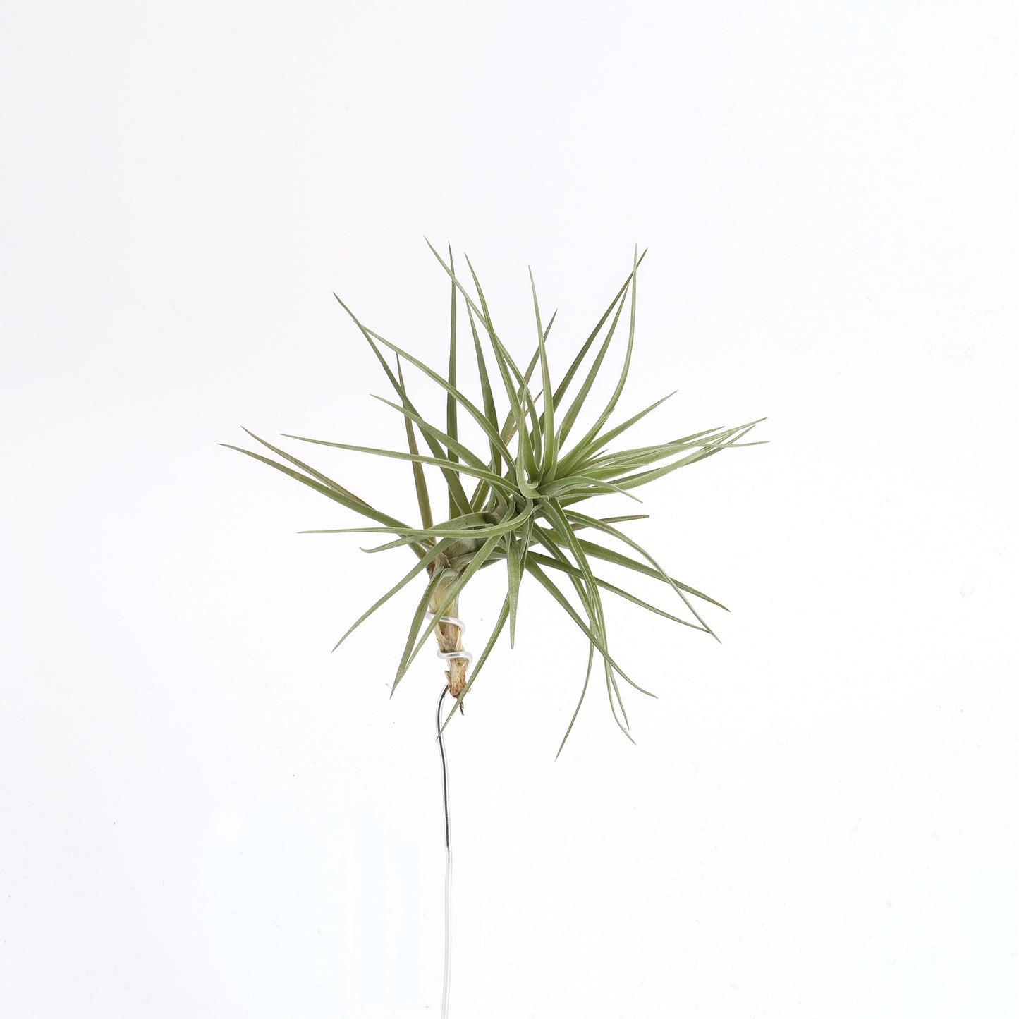 Tillandsia aeranthos