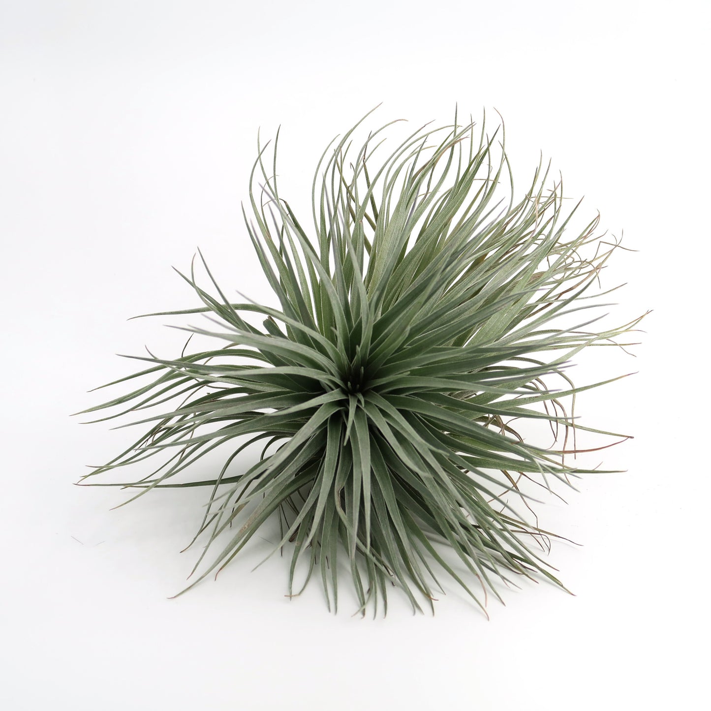 Tillandsia Houston Cotton Candy - XL