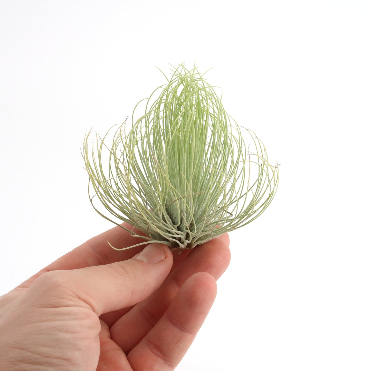 Tillandsia andreana