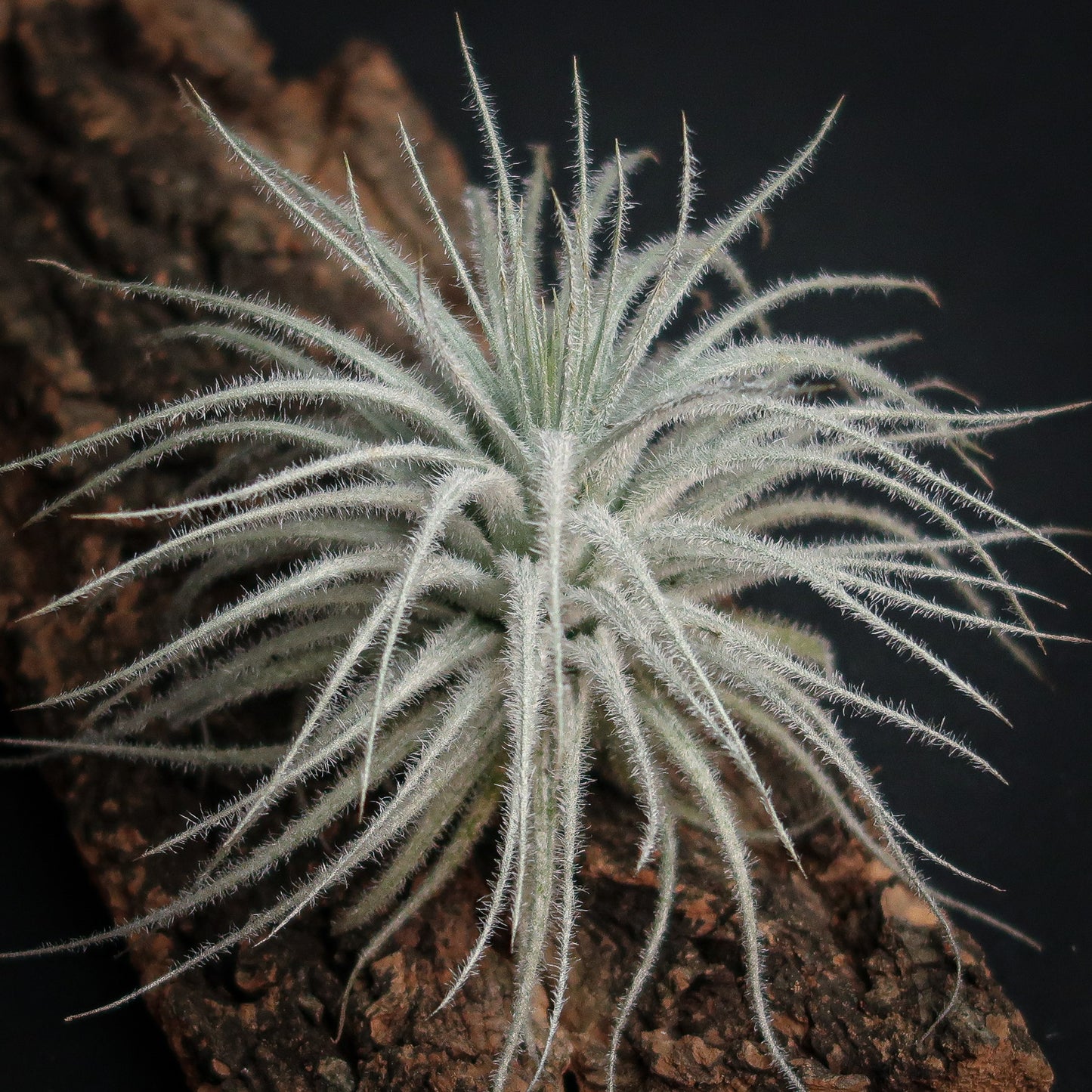 Tillandsia tectorum "snow"