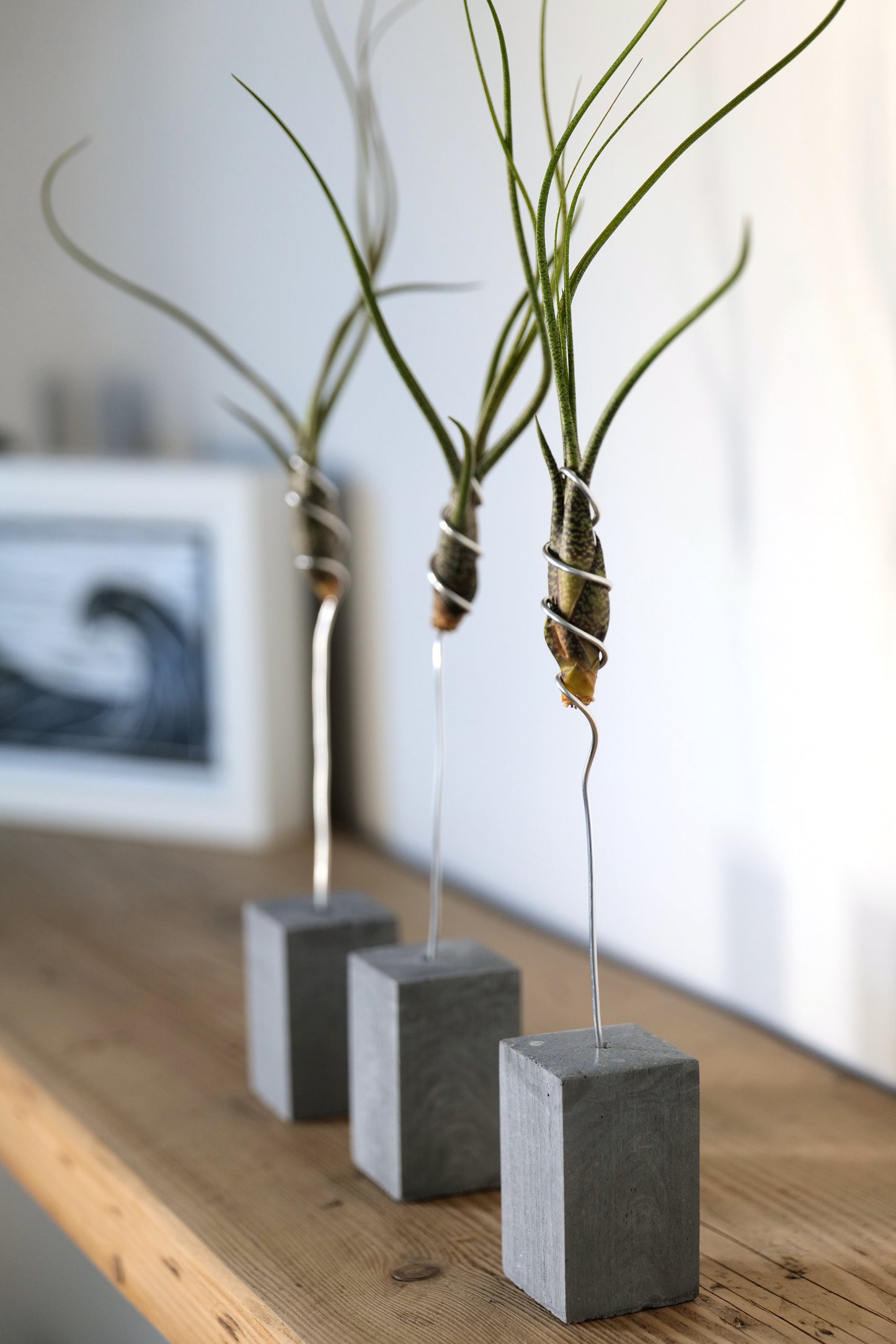 Tillandsia butzii