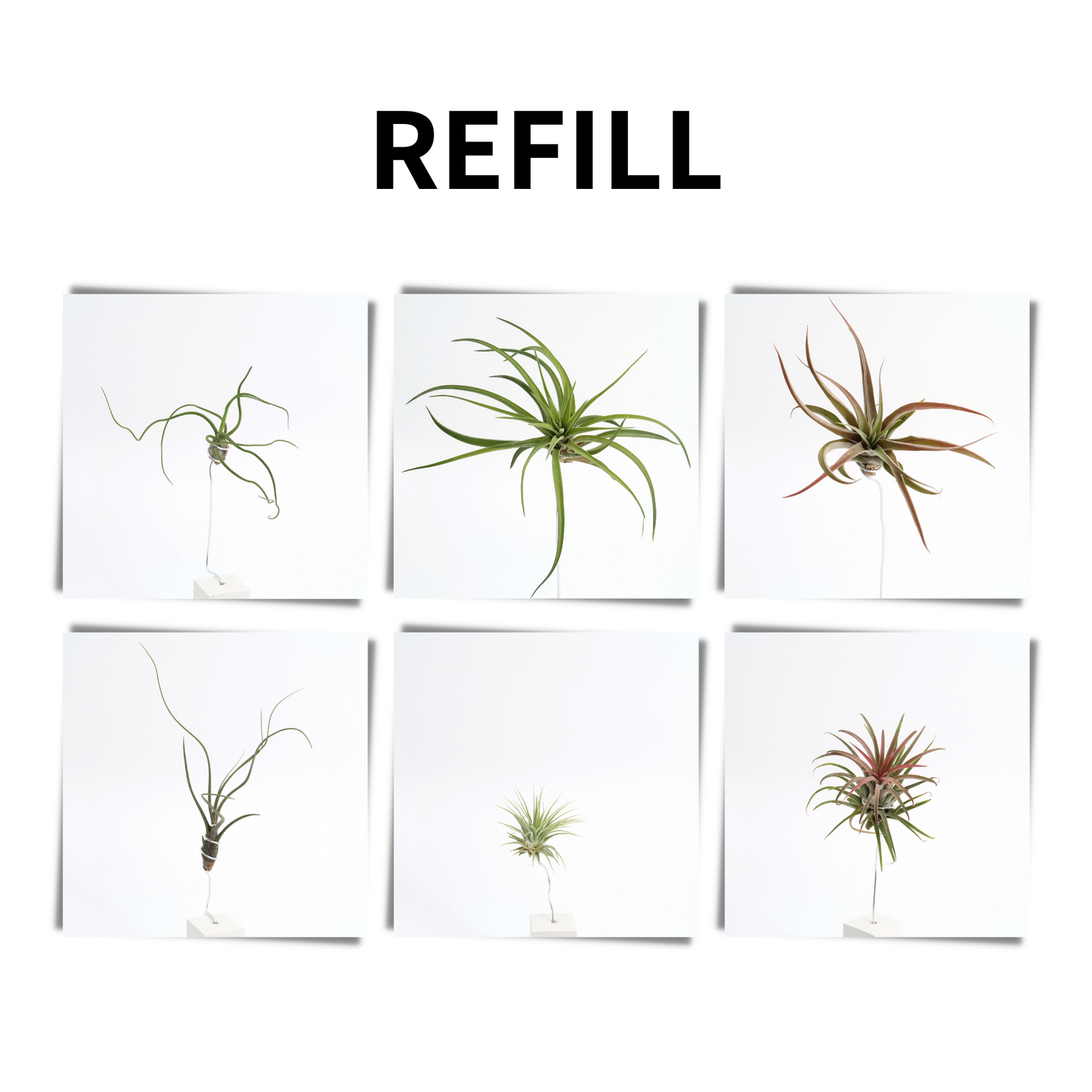 Luftpflanze - Refill