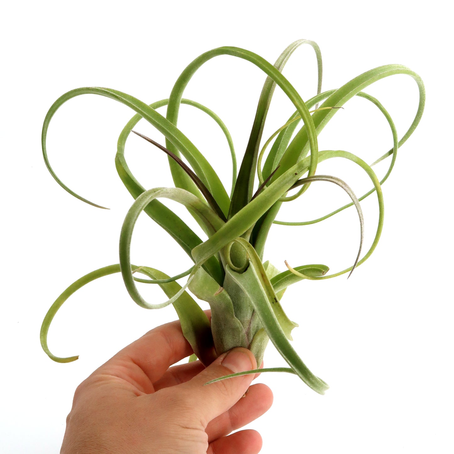 Tillandsia "Curly Slim" - intermedia x streptohphylla