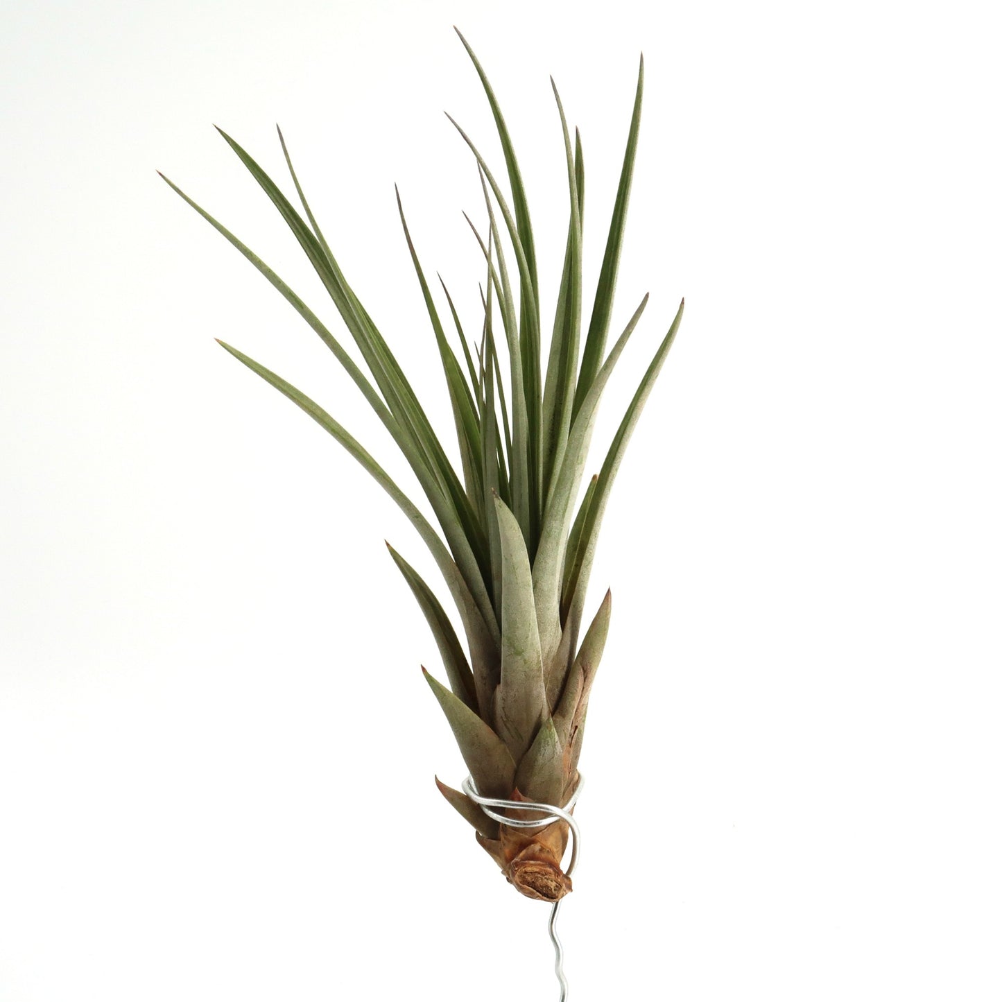 Tillandsia fasciculata