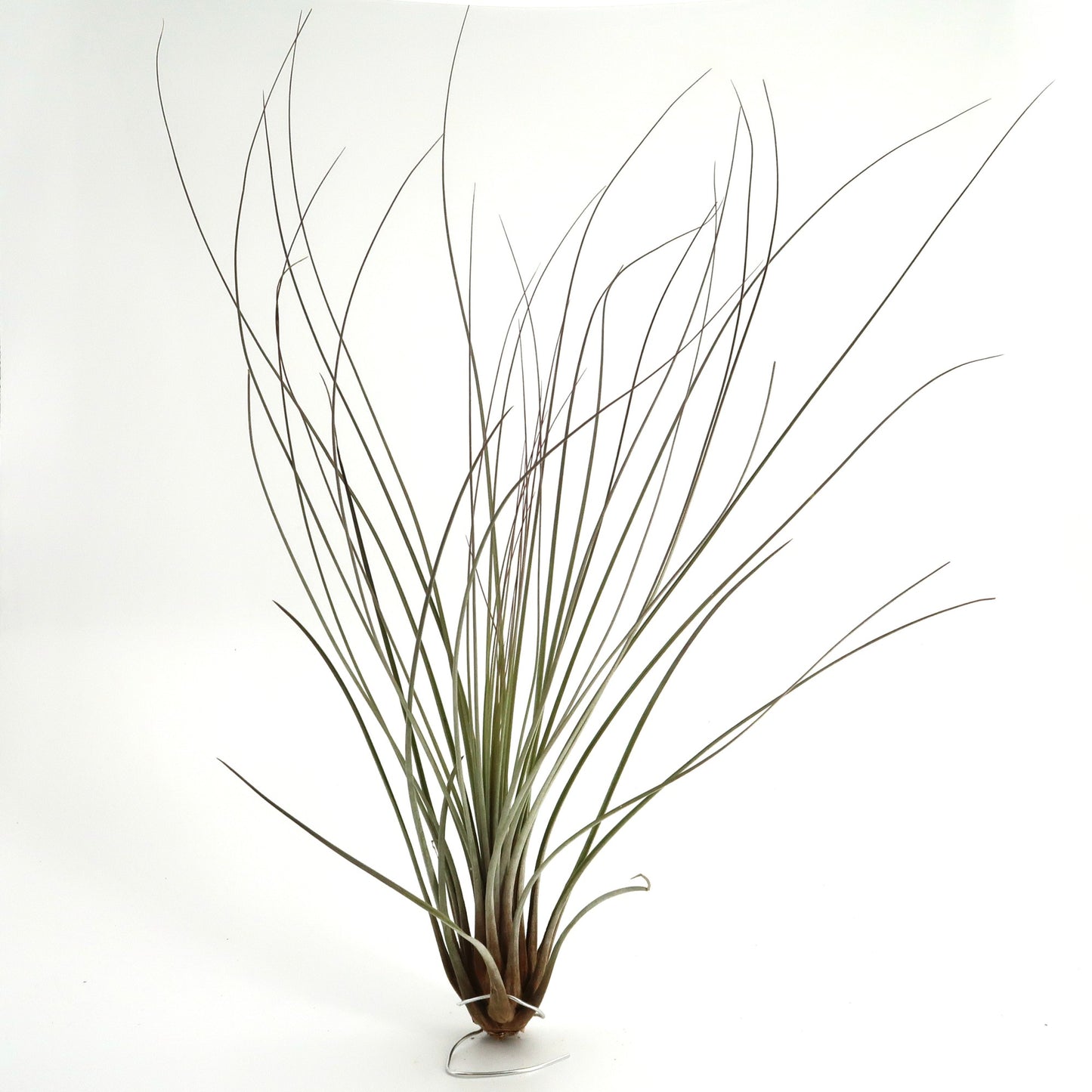 Tillandsia juncea