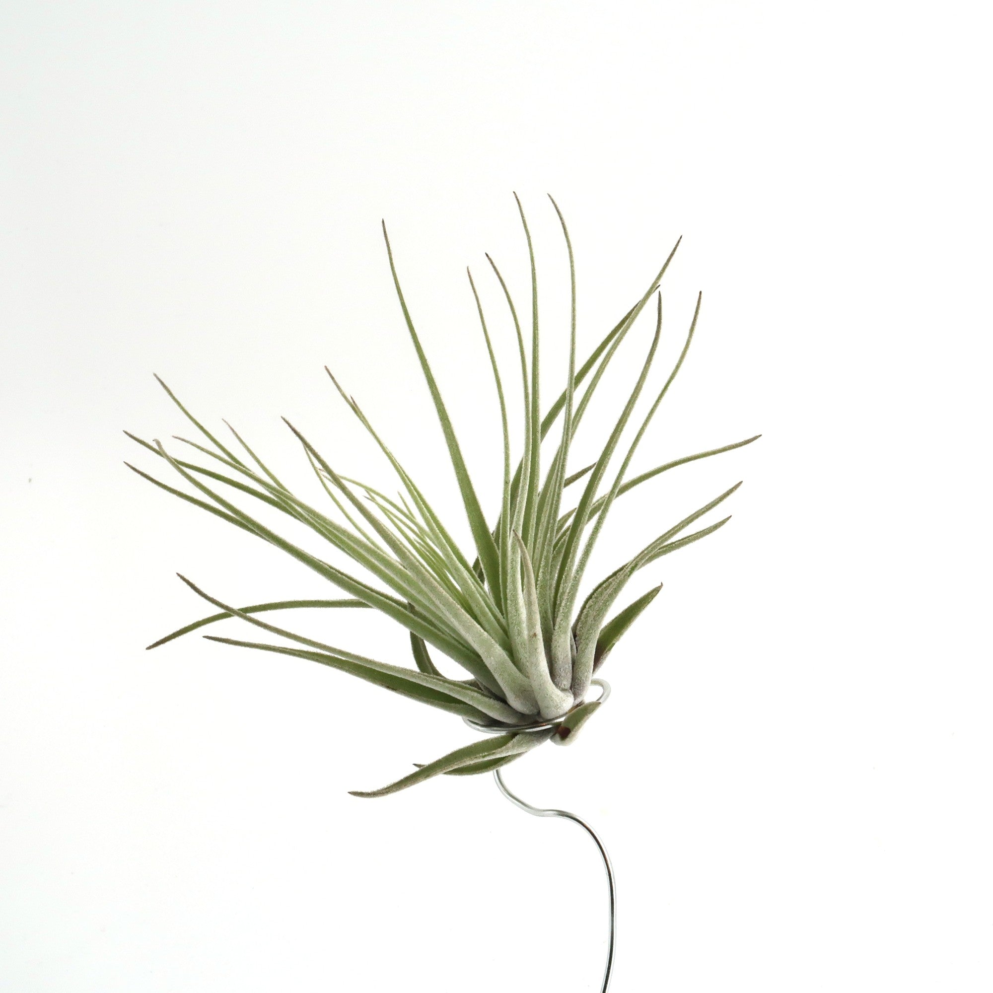 oaxacana air plant Tillandsia oaxacana