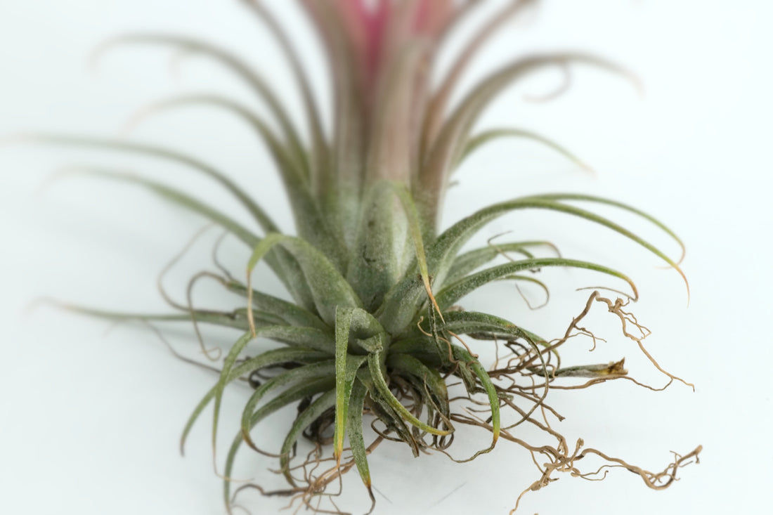 Tillandisia Ionatha mit Wurzeln