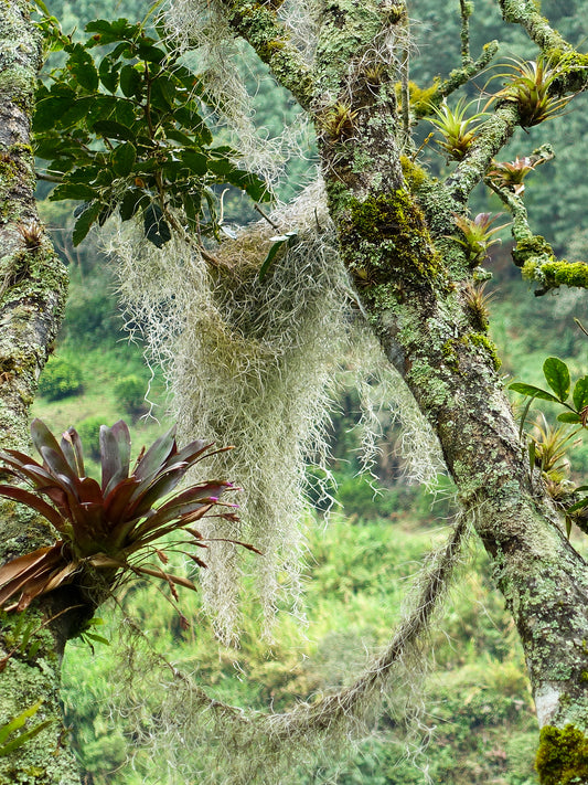 Tillandsien in der Natur
