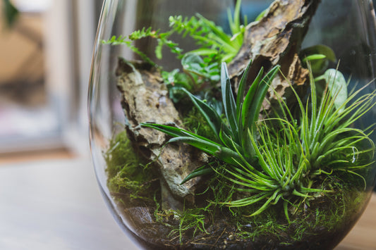 5 Schritte zum perfekten Pflanzen Terrarium