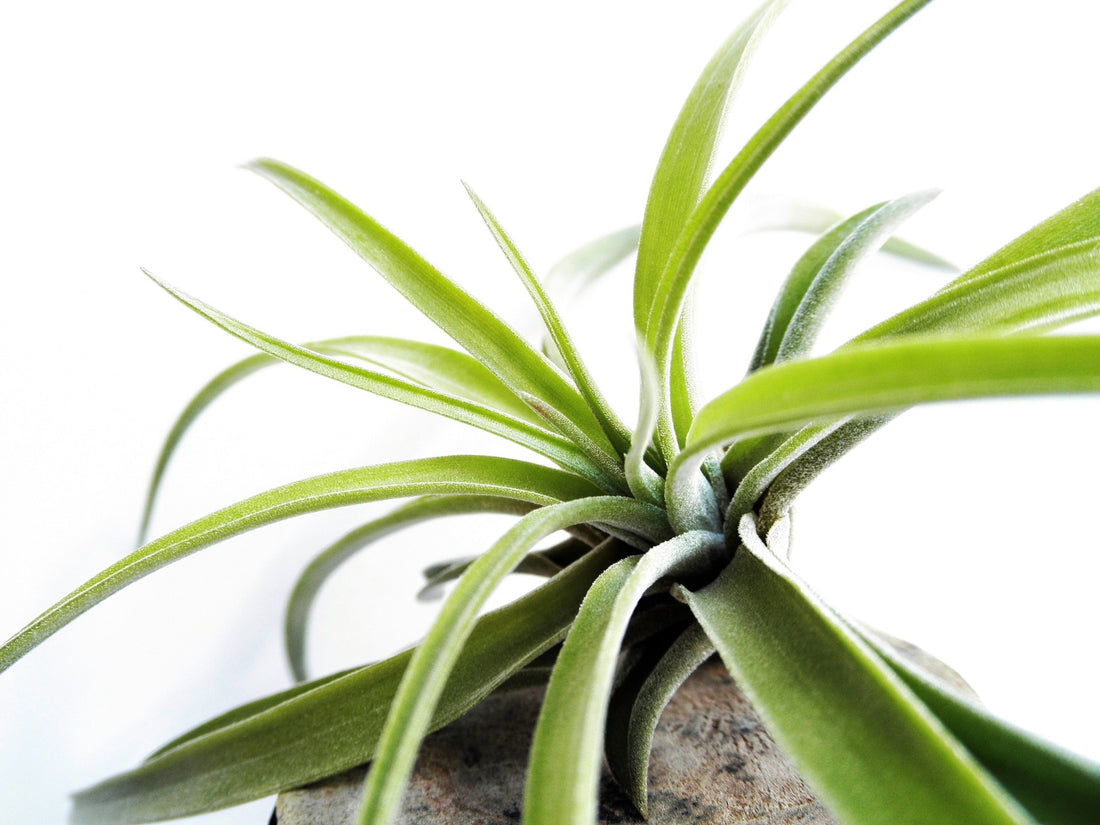 Was sind eigentlich Tillandsien / Luftpflanzen? – Luftikus-Airplants