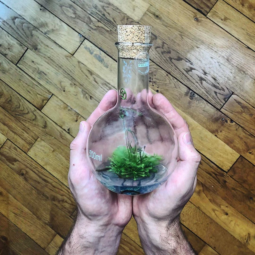 Laborflasche mit Pflanze gehalten in zwei Händen